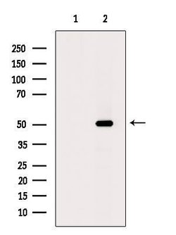 Invitrogen B3GALT6 Polyclonal Antibody 100 &mu;L; Unconjugated:Antibodies,