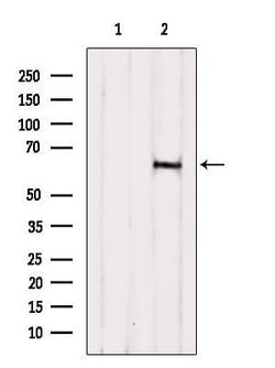 Invitrogen B4GALNT2 Polyclonal Antibody 100 &mu;L; Unconjugated:Antibodies,