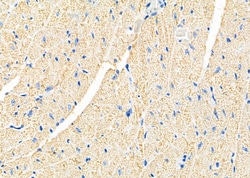 Invitrogen B4GALT7 Polyclonal Antibody 100 &mu;L; Unconjugated:Antibodies,