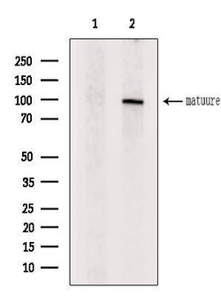 Bmp1 Polyclonal Antibody, Invitrogen 100 &mu;L; Unconjugated:Antibodies,