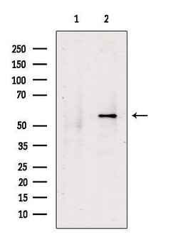 Invitrogen BMP-15 Polyclonal Antibody 100 &mu;L; Unconjugated:Antibodies,