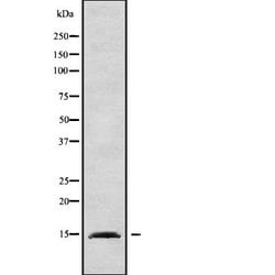 Invitrogen BRI3 Polyclonal Antibody 100 &mu;L; Unconjugated:Antibodies,
