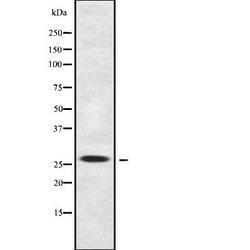 Invitrogen BSX Polyclonal Antibody 100 &mu;L; Unconjugated:Antibodies,