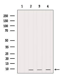 Invitrogen PCP4 Polyclonal Antibody 100 &mu;L; Unconjugated:Antibodies,