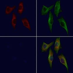 Invitrogen BSSP4 Polyclonal Antibody 100 &mu;L; Unconjugated:Antibodies,