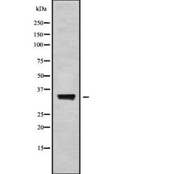 Invitrogen BSSP4 Polyclonal Antibody 100 &mu;L; Unconjugated:Antibodies,