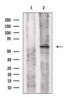 Invitrogen SLC22A17 Polyclonal Antibody 100 &mu;L; Unconjugated:Anticuerpos