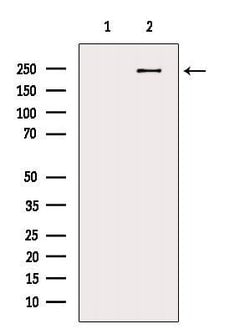 Invitrogen CABIN1 Polyclonal Antibody 100 &mu;L; Unconjugated:Antibodies,