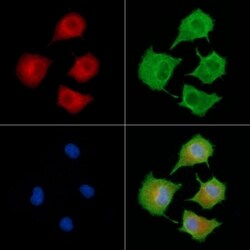 Invitrogen CAB39L Polyclonal Antibody 100 &mu;L | Buy Online | Invitrogen&trade; | Fisher Scientific