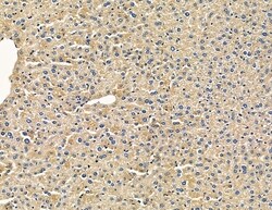 Invitrogen CAB39L Polyclonal Antibody 100 &mu;L | Buy Online | Invitrogen&trade; | Fisher Scientific