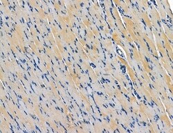 Invitrogen CAB39L Polyclonal Antibody 100 &mu;L | Buy Online | Invitrogen&trade; | Fisher Scientific