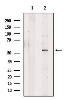 Invitrogen CABYR Polyclonal Antibody 100 &mu;L; Unconjugated:Antibodies,