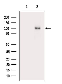 Invitrogen ATP2C2 Polyclonal Antibody 100 &mu;L; Unconjugated:Antibodies,