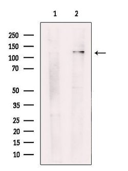 Invitrogen CAMTA2 Polyclonal Antibody 100 &mu;L; Unconjugated:Antibodies,