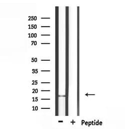 Invitrogen CALML3 Polyclonal Antibody 100 &mu;L; Unconjugated:Antibodies,