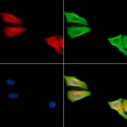 Invitrogen CAPNS2 Polyclonal Antibody 100 &mu;L | Buy Online | Invitrogen&trade; | Fisher Scientific