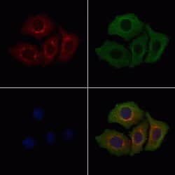 Invitrogen Calponin 3 Polyclonal Antibody 100 &mu;L | Buy Online | Invitrogen&trade; | Fisher Scientific