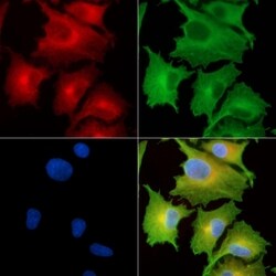 Invitrogen CHST5 Polyclonal Antibody 100 &mu;L; Unconjugated:Antibodies,
