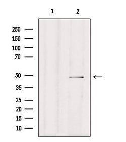 Invitrogen Carboxypeptidase A4 Polyclonal Antibody 100 &mu;L; Unconjugated:Antibodies,