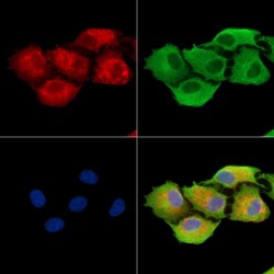 Invitrogen CPA6 Polyclonal Antibody 100 &mu;L; Unconjugated:Anticuerpos