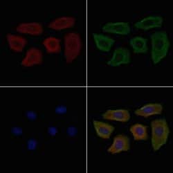 Invitrogen Carboxypeptidase D Polyclonal Antibody 100 &mu;L; Unconjugated:Antibodies,