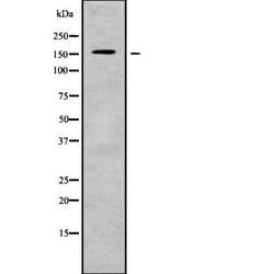 Invitrogen Carboxypeptidase D Polyclonal Antibody 100 &mu;L; Unconjugated:Antibodies,