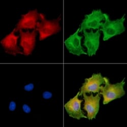 Invitrogen CPXM2 Polyclonal Antibody 100 &mu;L; Unconjugated:Antibodies,