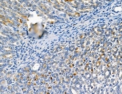 Invitrogen CATSPER1 Polyclonal Antibody 100 &mu;L; Unconjugated:Antibodies,