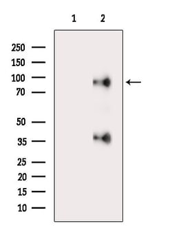 Invitrogen CATSPER1 Polyclonal Antibody 100 &mu;L; Unconjugated:Antibodies,