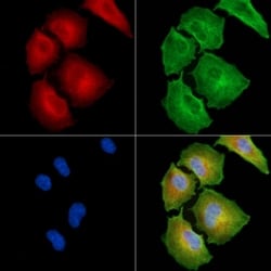 Invitrogen CATSPERB Polyclonal Antibody 100 &mu;L; Unconjugated:Antibodies,