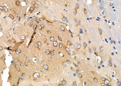 Invitrogen M6PR Polyclonal Antibody 100 &mu;L; Unconjugated:Antibodies,
