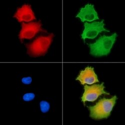 Invitrogen Cdc42EP1 Polyclonal Antibody 100 &mu;L; Unconjugated:Antibodies,