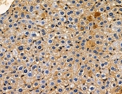 Invitrogen Cdc42EP1 Polyclonal Antibody 100 &mu;L; Unconjugated:Antibodies,