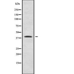 Invitrogen Cdc42EP1 Polyclonal Antibody 100 &mu;L; Unconjugated:Antibodies,