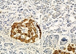 CGRRF1 Polyclonal Antibody, Invitrogen 100 &mu;L; Unconjugated:Antibodies,