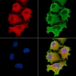 Invitrogen CEP41 Polyclonal Antibody 100 &mu;L; Unconjugated:Antibodies,