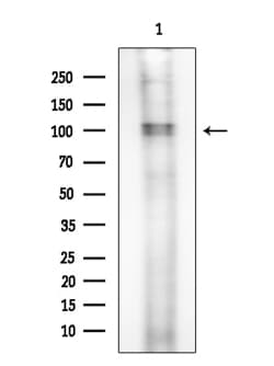 Invitrogen CEP68 Polyclonal Antibody 100 &mu;L; Unconjugated:Antibodies,