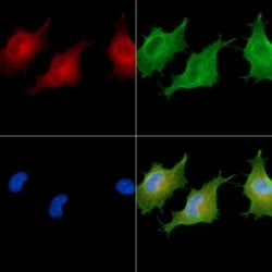 Invitrogen CSPP1 Polyclonal Antibody 100 &mu;L; Unconjugated:Antibodies,
