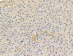 Invitrogen CSPP1 Polyclonal Antibody 100 &mu;L; Unconjugated:Antibodies,