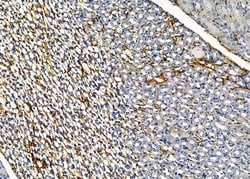 Invitrogen CLCNKB Polyclonal Antibody 100 &mu;L; Unconjugated:Antibodies,