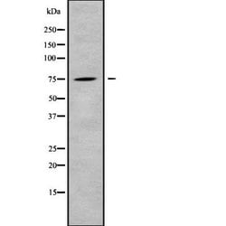 Invitrogen CLCNKB Polyclonal Antibody 100 &mu;L; Unconjugated:Antibodies,