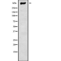 Invitrogen CHD9 Polyclonal Antibody 100 &mu;L; Unconjugated:Antibodies,