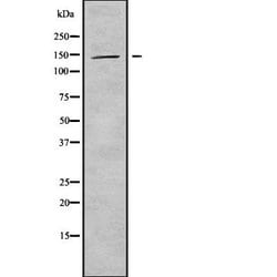 Invitrogen KIF4B Polyclonal Antibody 100 &mu;L; Unconjugated:Antibodies,