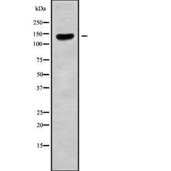 Invitrogen CLASP2 Polyclonal Antibody 100 &mu;L; Unconjugated:Antibodies,