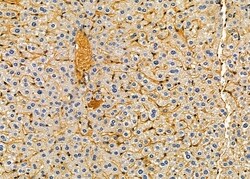 Invitrogen Factor XIII B Polyclonal Antibody 100 &mu;L; Unconjugated:Antibodies,