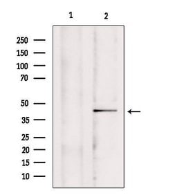 Invitrogen MCU Polyclonal Antibody 100 &mu;L | Buy Online | Invitrogen&trade; | Fisher Scientific