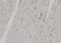 Invitrogen ZFC3H1 Polyclonal Antibody 100 &mu;L; Unconjugated:Antibodies,