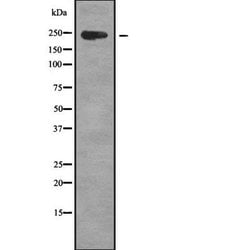Invitrogen ZFC3H1 Polyclonal Antibody 100 &mu;L; Unconjugated:Antibodies,