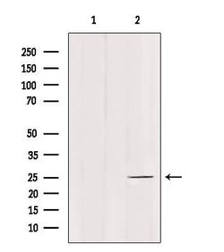 Invitrogen C1QL4 Polyclonal Antibody 100 &mu;L; Unconjugated:Antibodies,