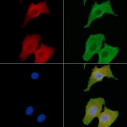 Invitrogen Contactin 3 Polyclonal Antibody 100 &mu;L; Unconjugated:Antibodies,